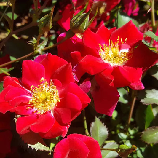 Rose - Meidiland Red