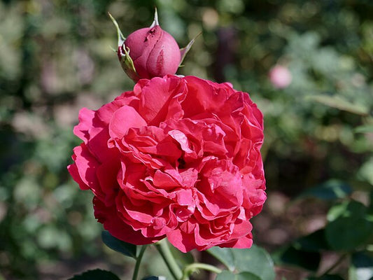 Rose - Red Pierre de Ronsard