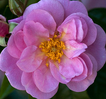 Rose - Renae