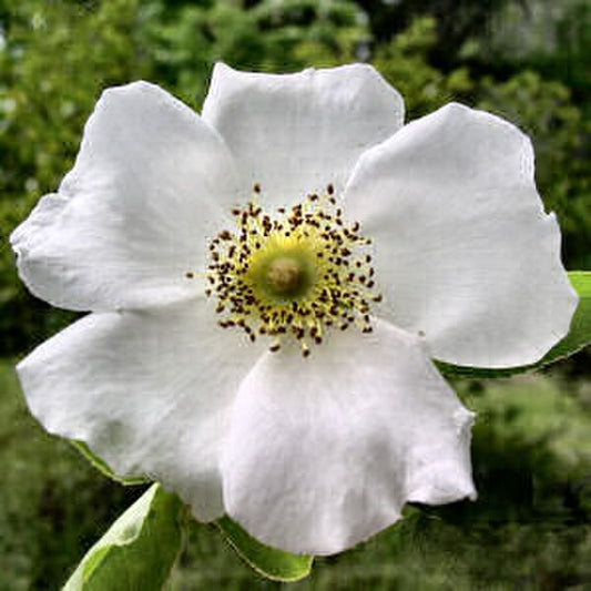 Rose - Rosa Laevigata