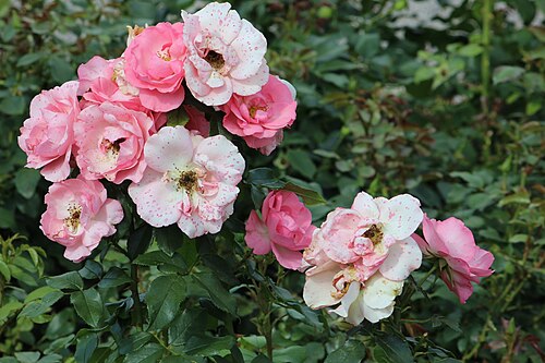 Rose - Rose Proffessor Sieber