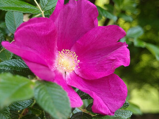 Rose - Rugspin