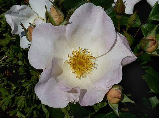 Rose - Sally Holmes