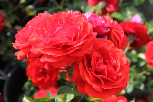 Rose - Scarlet Bonica