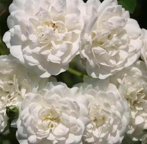 Rose - Seafoam