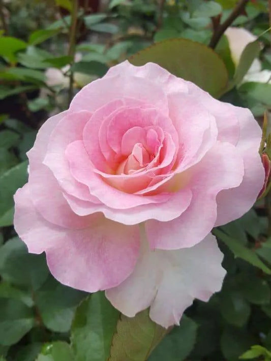 Rose - Seduction