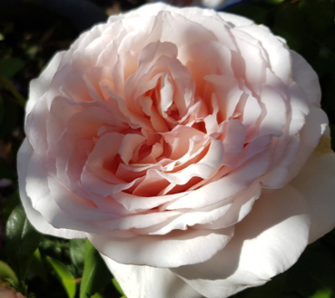 Rose - Shirleys Rose