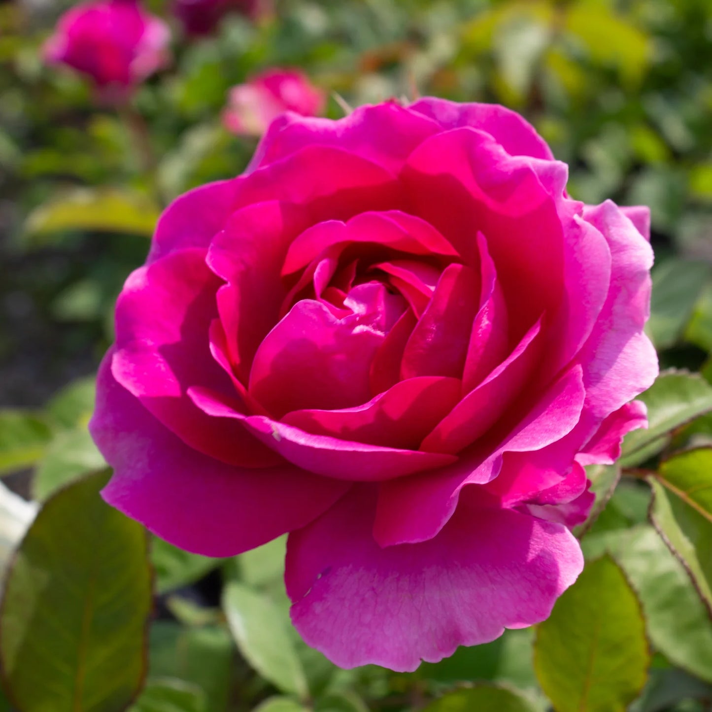 Rose - Showpiece Berry