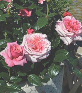 Rose - Showpiece Blush