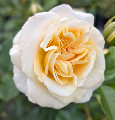 Rose - Showpiece Champagne