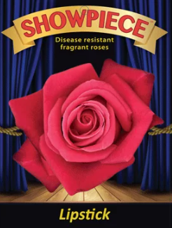 Rose - Showpiece Lipstick