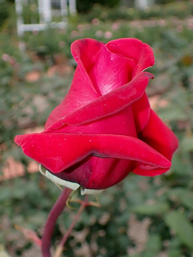 Rose - Sir Donald Bradman