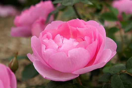 Rose - Skylark