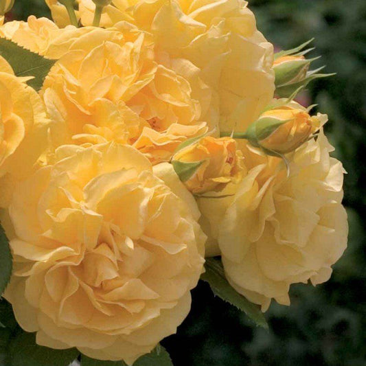 Rose - Soul Mate