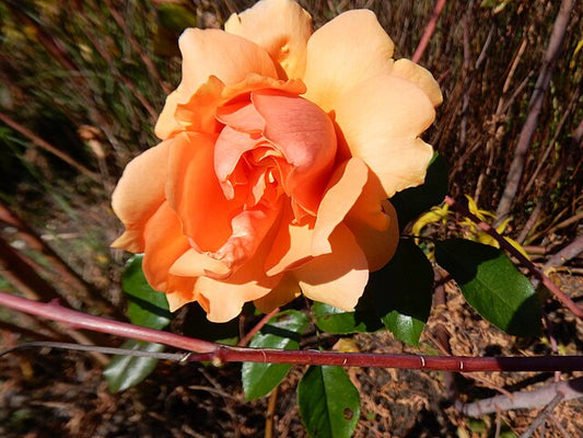 Rose - Soul Sister