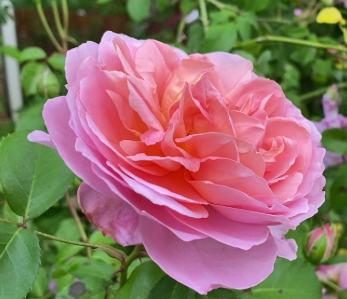 Rose - Souvenier de Louise Amade