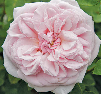 Rose - Souvenier de la Malmaison