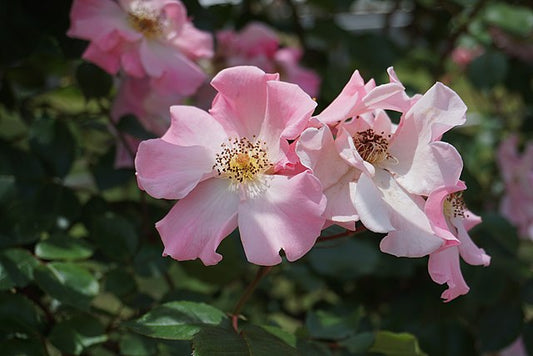 Rose - Sparrieshoop