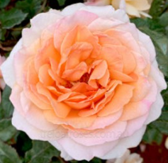 Rose - Spicy Parfuma