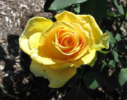 Rose - St Patrick
