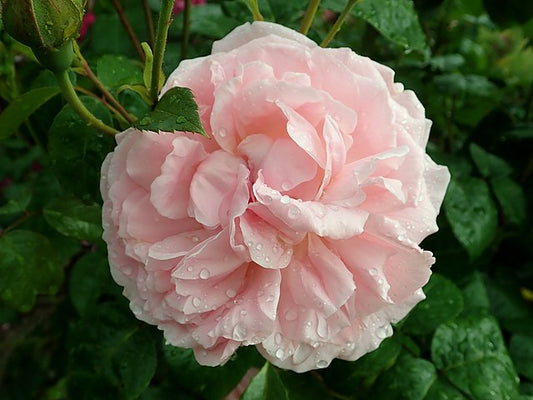 Rose - Strawberry Hill