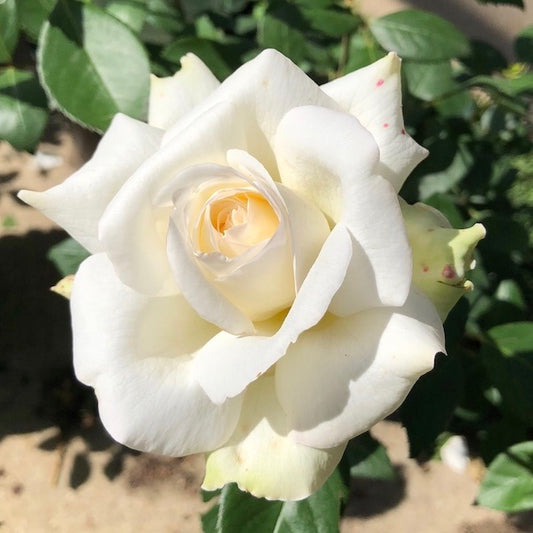 Rose - Sugar Moon