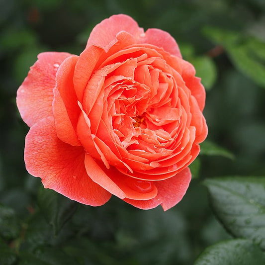 Rose - Summer Song