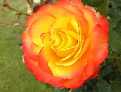 Rose - Tequila Sunrise