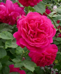 Rose - Tess of the D'urverbilles