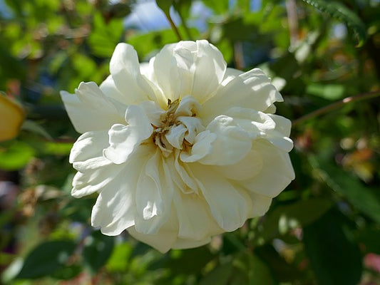 Rose - The Albrighton Rambler