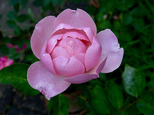 Rose - The Alnwick Rose
