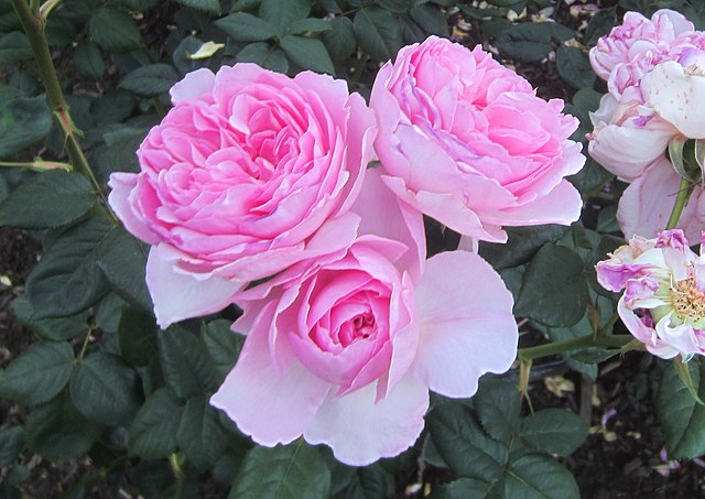 Rose - The Ancient Mariner