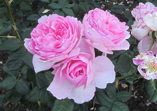 Rose - The Ancient Mariner