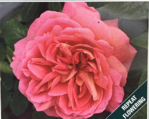 Rose - The Endeavour