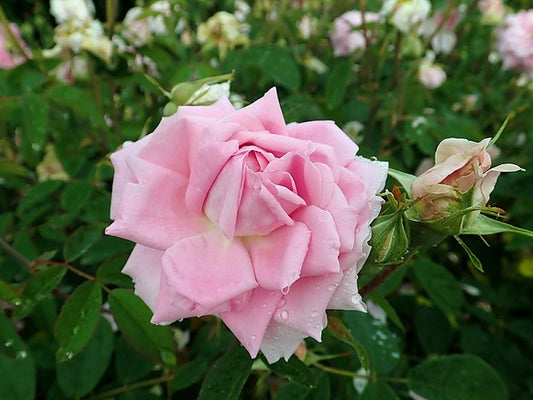 Rose - The Mayflower