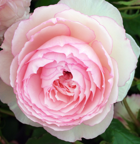 Rose - The Mill on the Floss