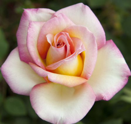 Rose - The Sister's Rose