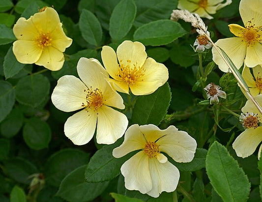 Rose - Tottering By Gently
