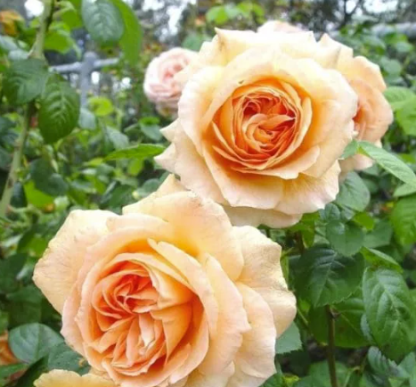 Rose - Twilight Glow