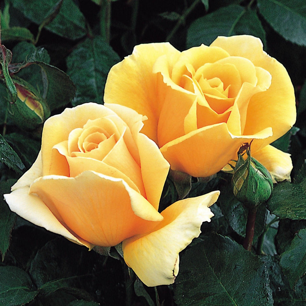 Valencia Ridge 5k Roses Rose - Valencia – The Plant Broker