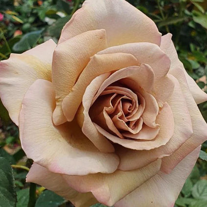 Rose - Vintage