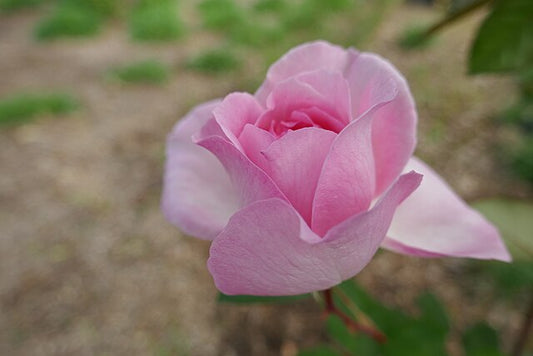 Rose - Violina