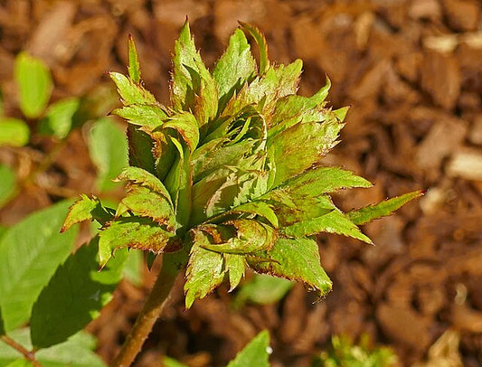 Rose - Viridiflora