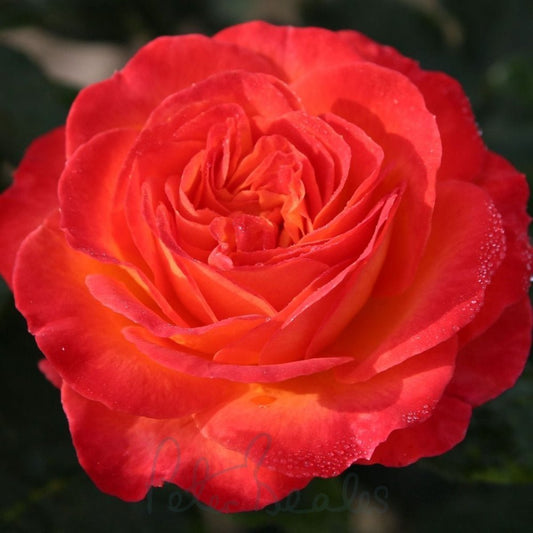 Rose - Volcano