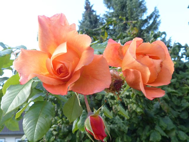 Rose - Westerland
