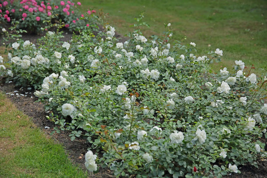 Rose - Meidiland White