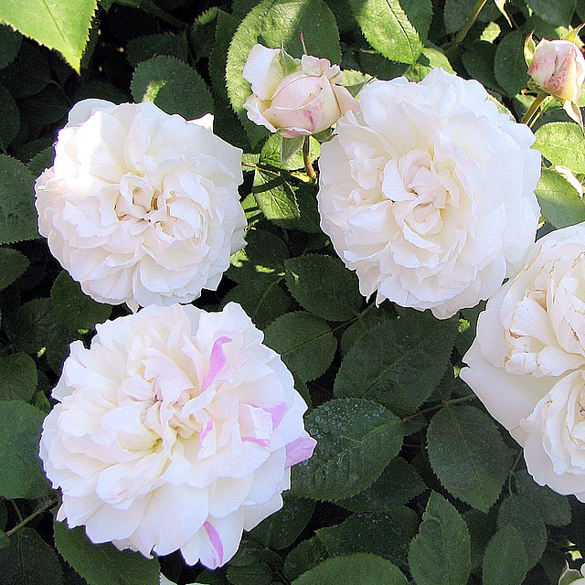 Rose - Winchester Cathedral – The Plant Broker