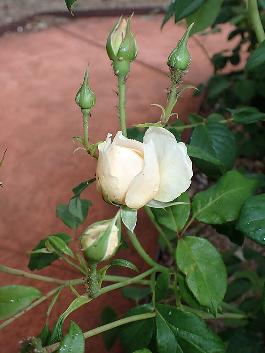 Rose - Windermere