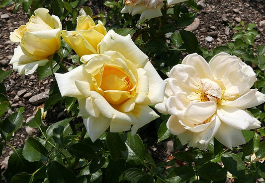 Rose - Winter Sun