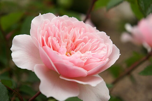 Rose - Wisley 2008
